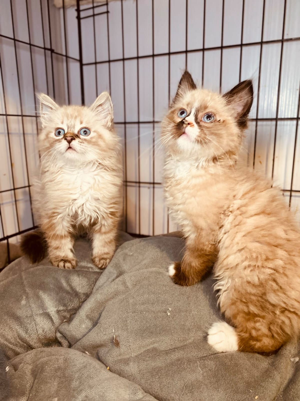 Two fuzzy cream colored kittens are in a cage and staring at something