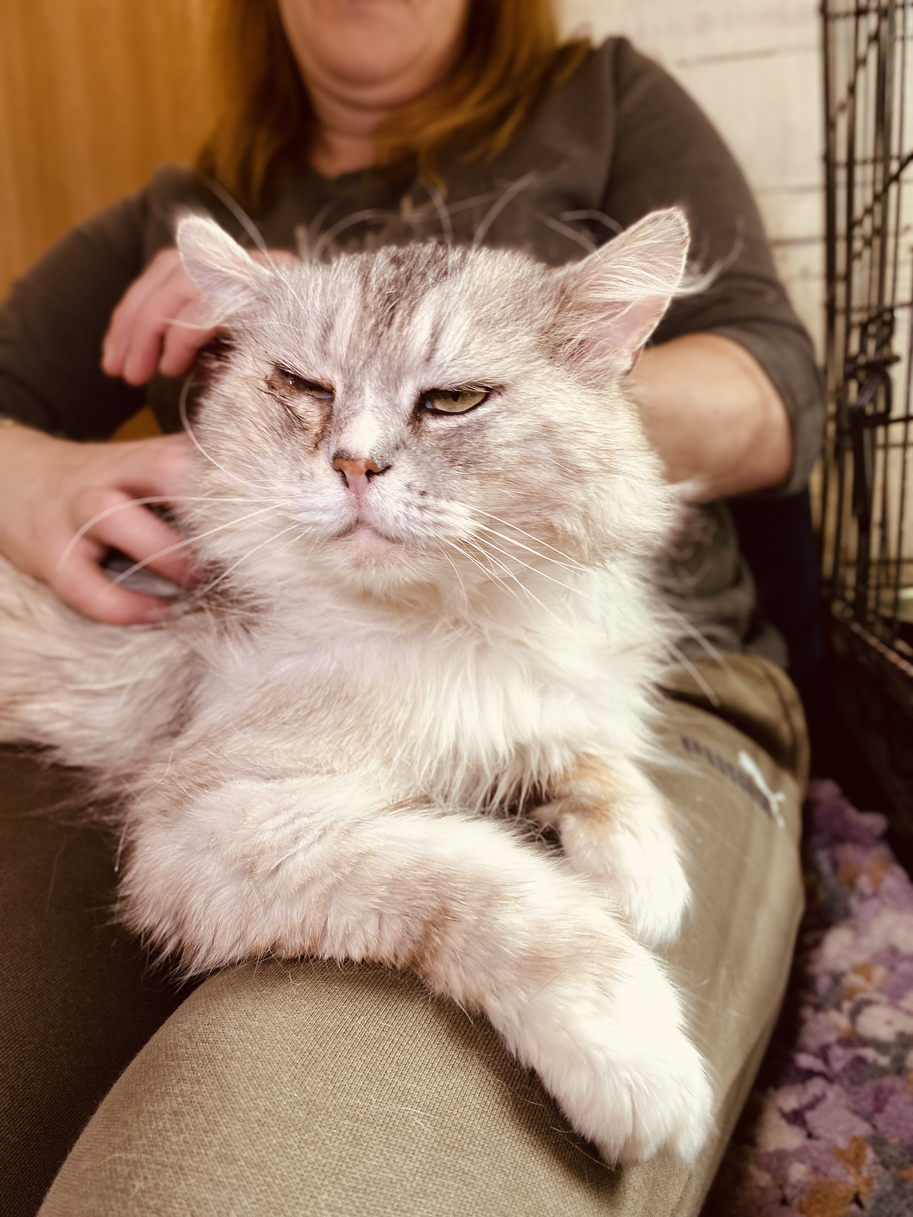 A long haired silver cat is sitting on a person's lap and closing his eyes