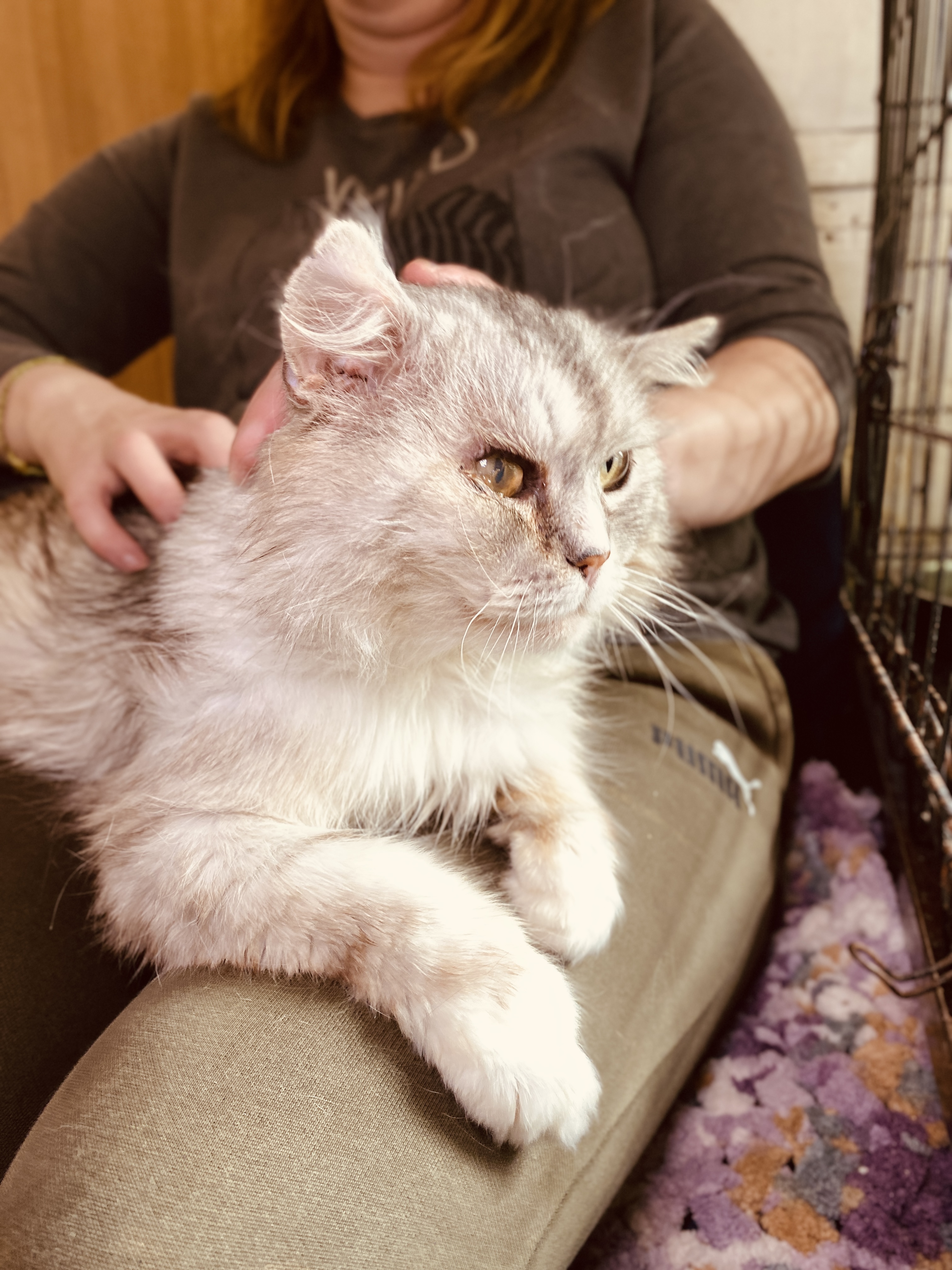 A long haired silver cat is sitting on a person's lap