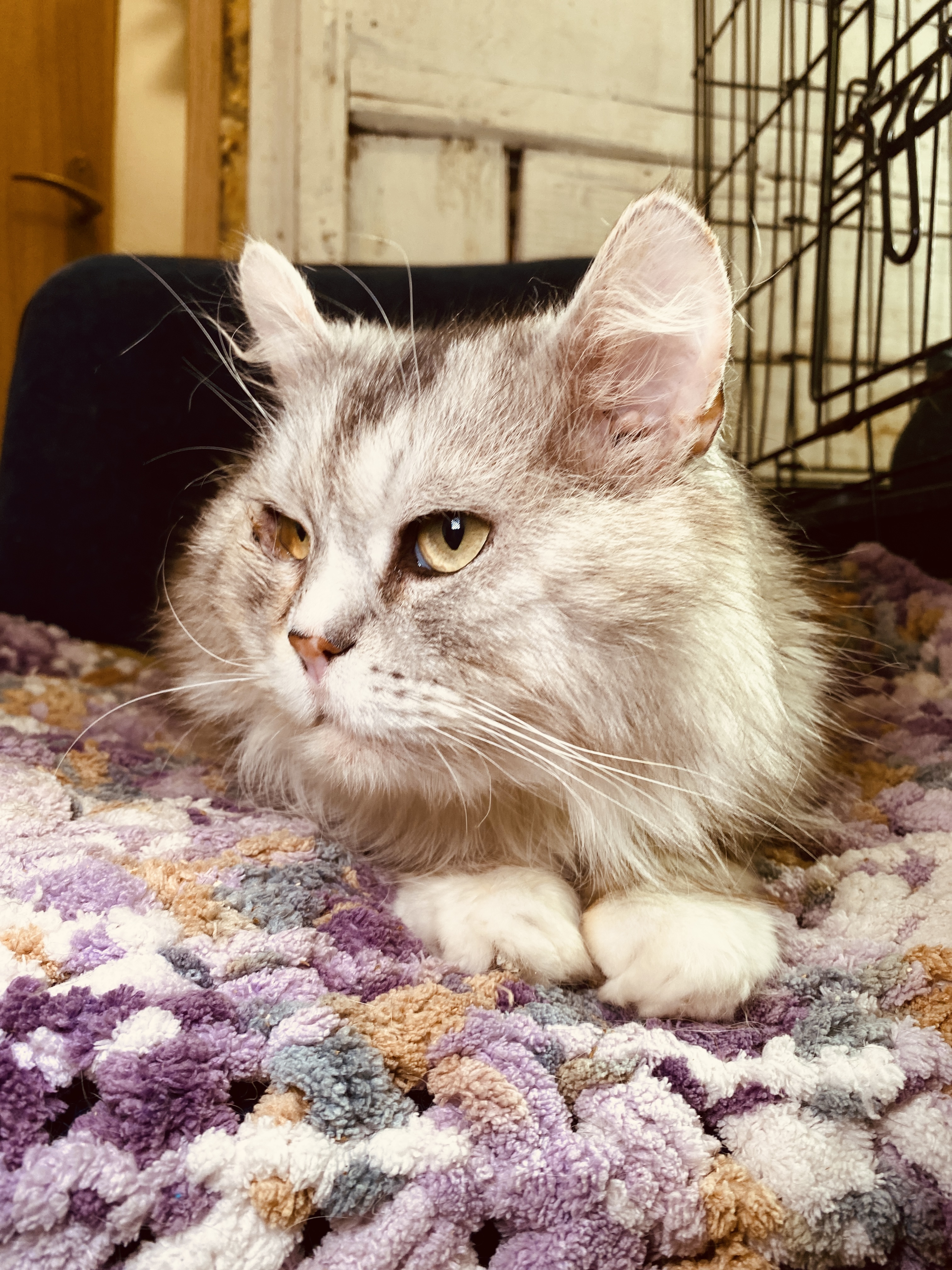 A long haired old cat is laying on a woven rug. Her paws are in front of his body