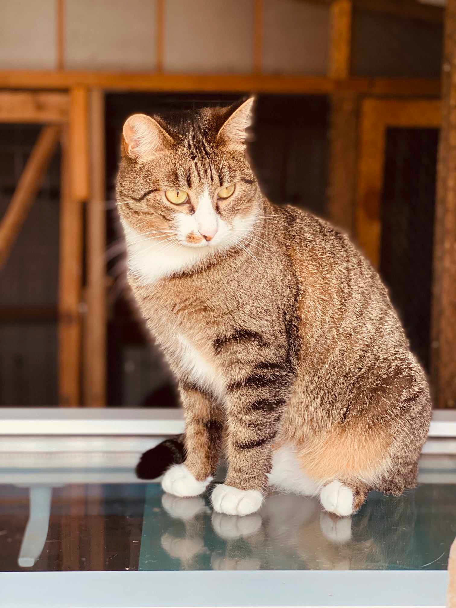 A brownish gray tabby with a white face and paws is sitting on a glass window