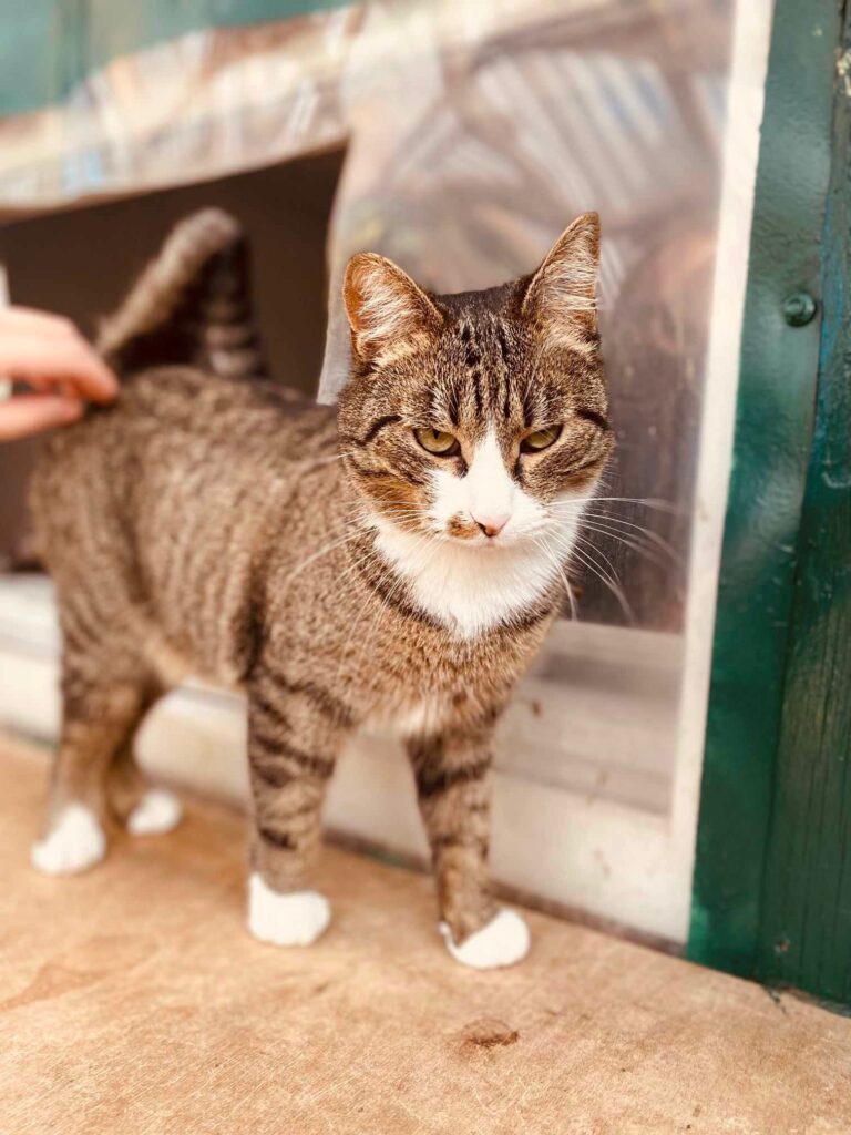 A brownish gray tabby with a white face and paws is standing on a shelf