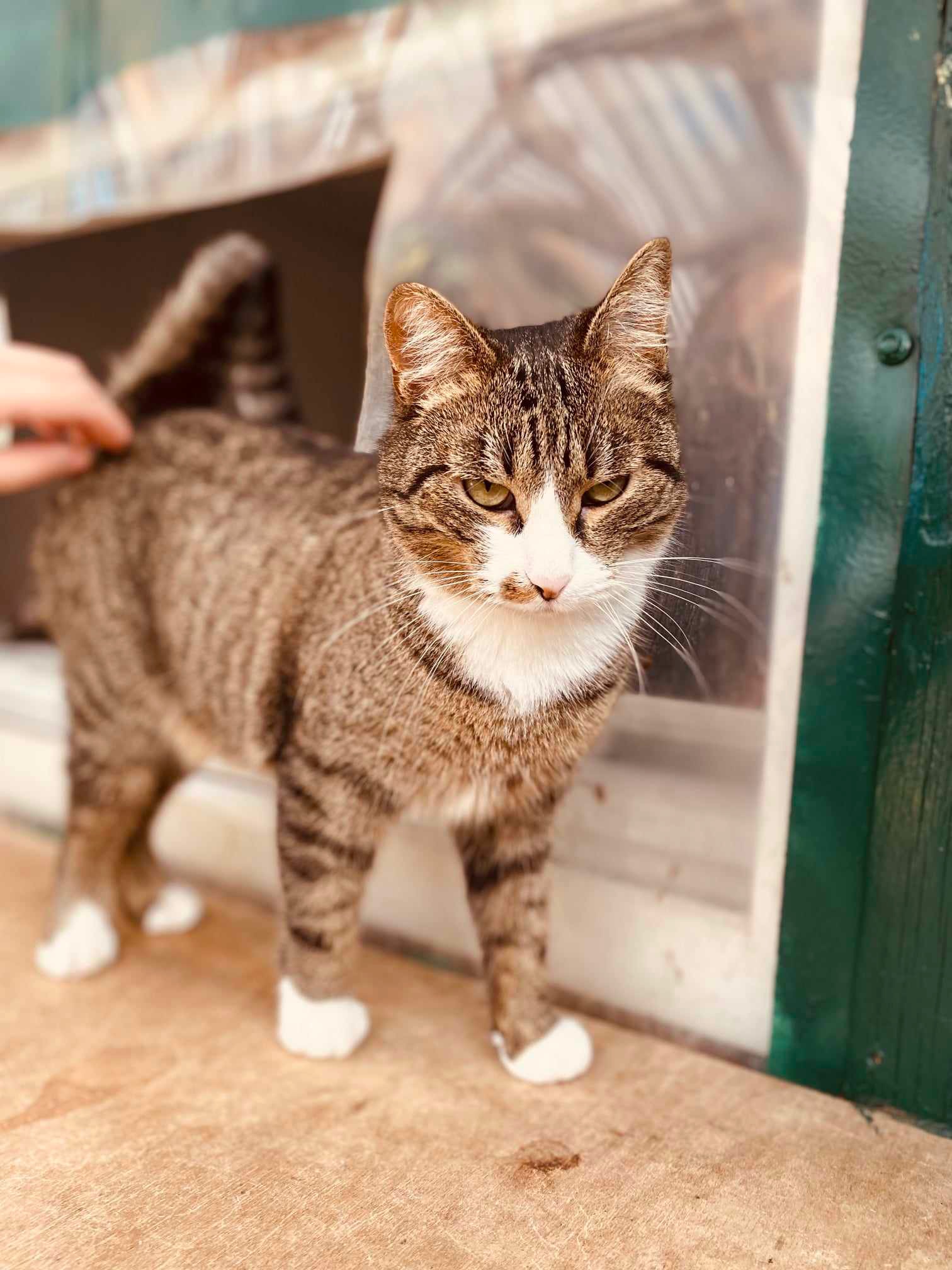 A brownish gray tabby with a white face and paws is standing on a shelf