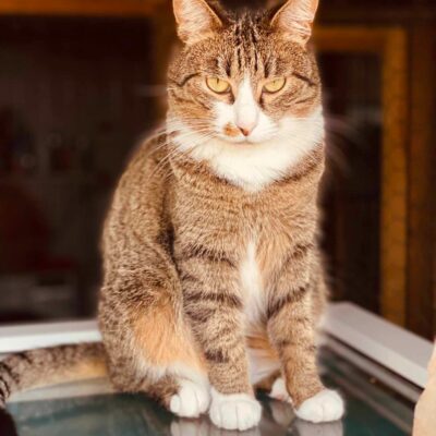A brownish gray tabby with a white face and paws is sitting on a glass window