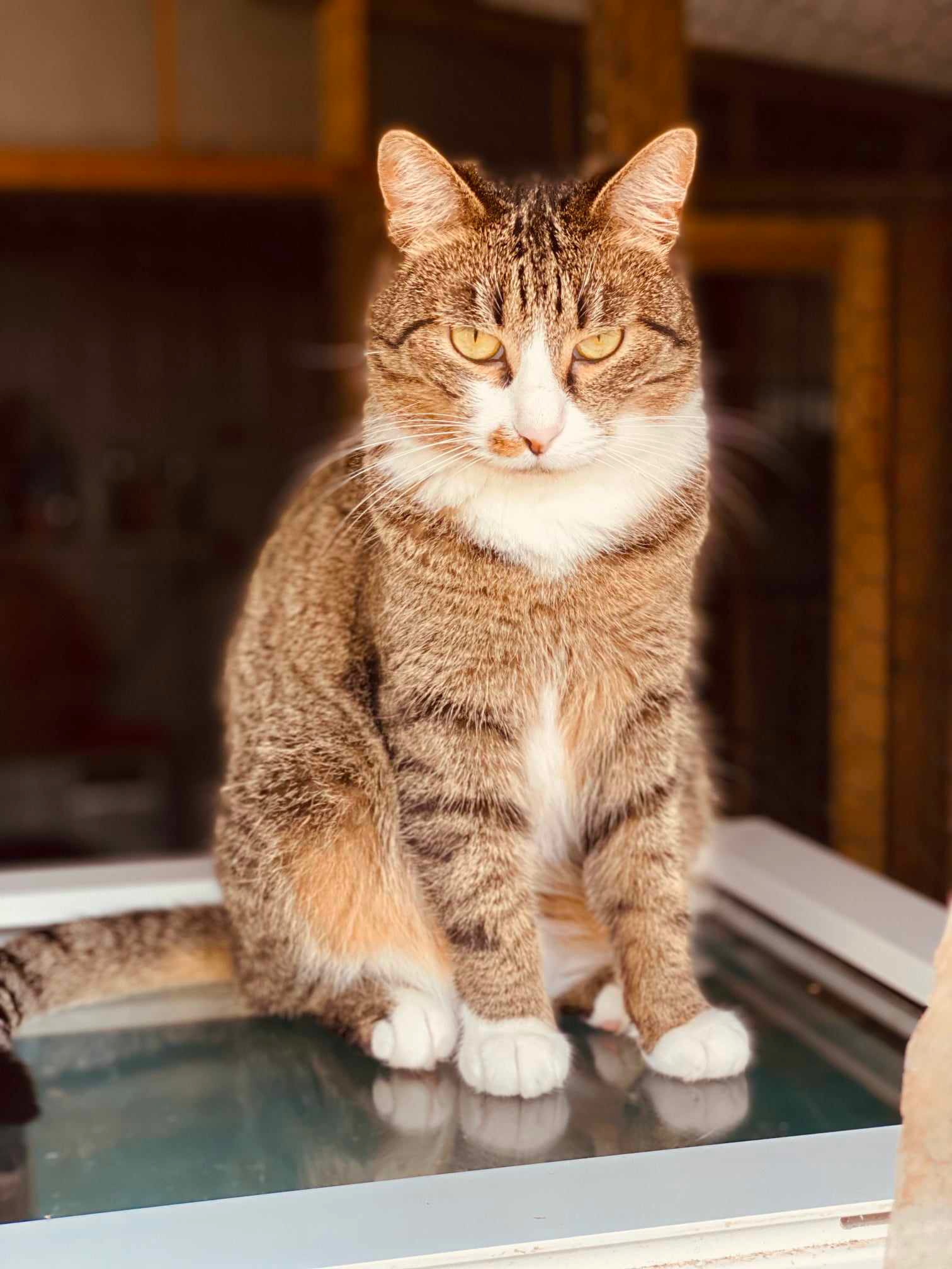 A brownish gray tabby with a white face and paws is sitting on a glass window