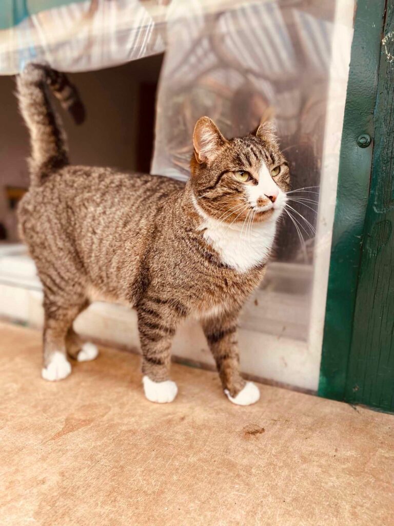 A brownish gray tabby with a white face and paws is standing on a shelf