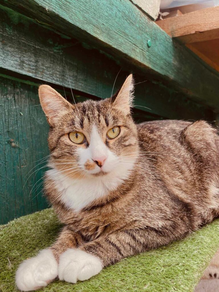 A brownish gray tabby with a white face and paws is sitting on astroturf