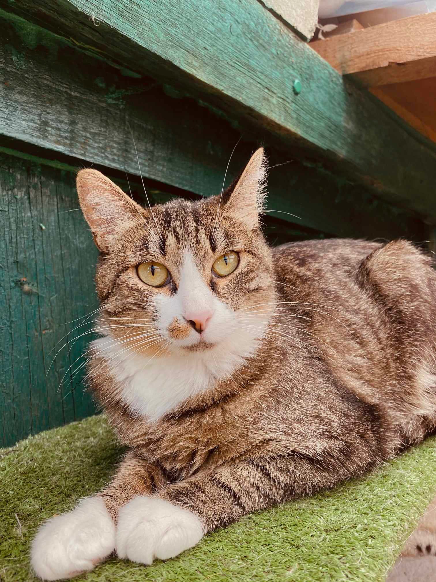 A brownish gray tabby with a white face and paws is sitting on astroturf