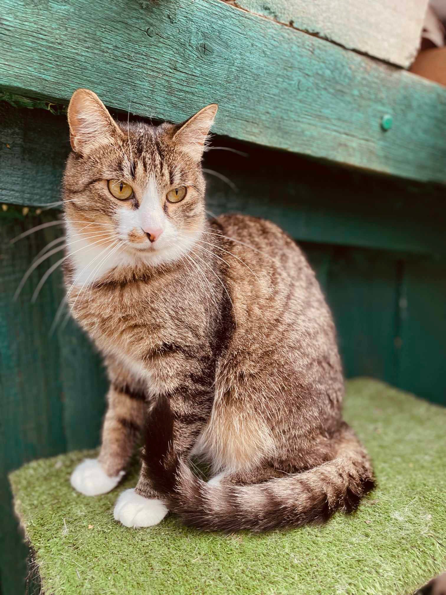 A brownish gray tabby with a white face and paws is sitting on astroturf