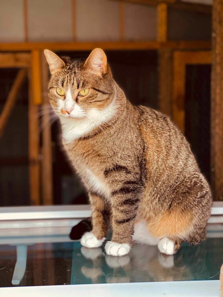 A brownish gray tabby with a white face and paws is sitting on a glass window