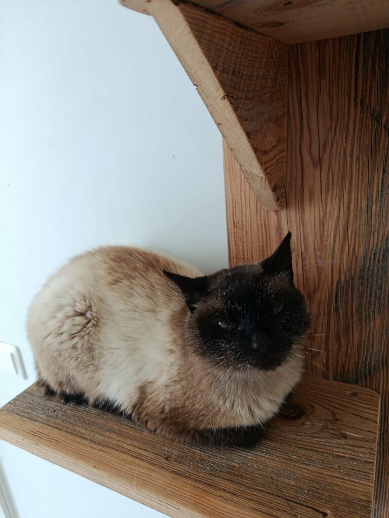 A siamese cat is sitting on a wooden shelf