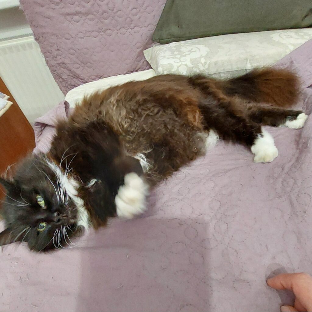 a long haired tuxedo cat is laying on a pink bed with her belly up