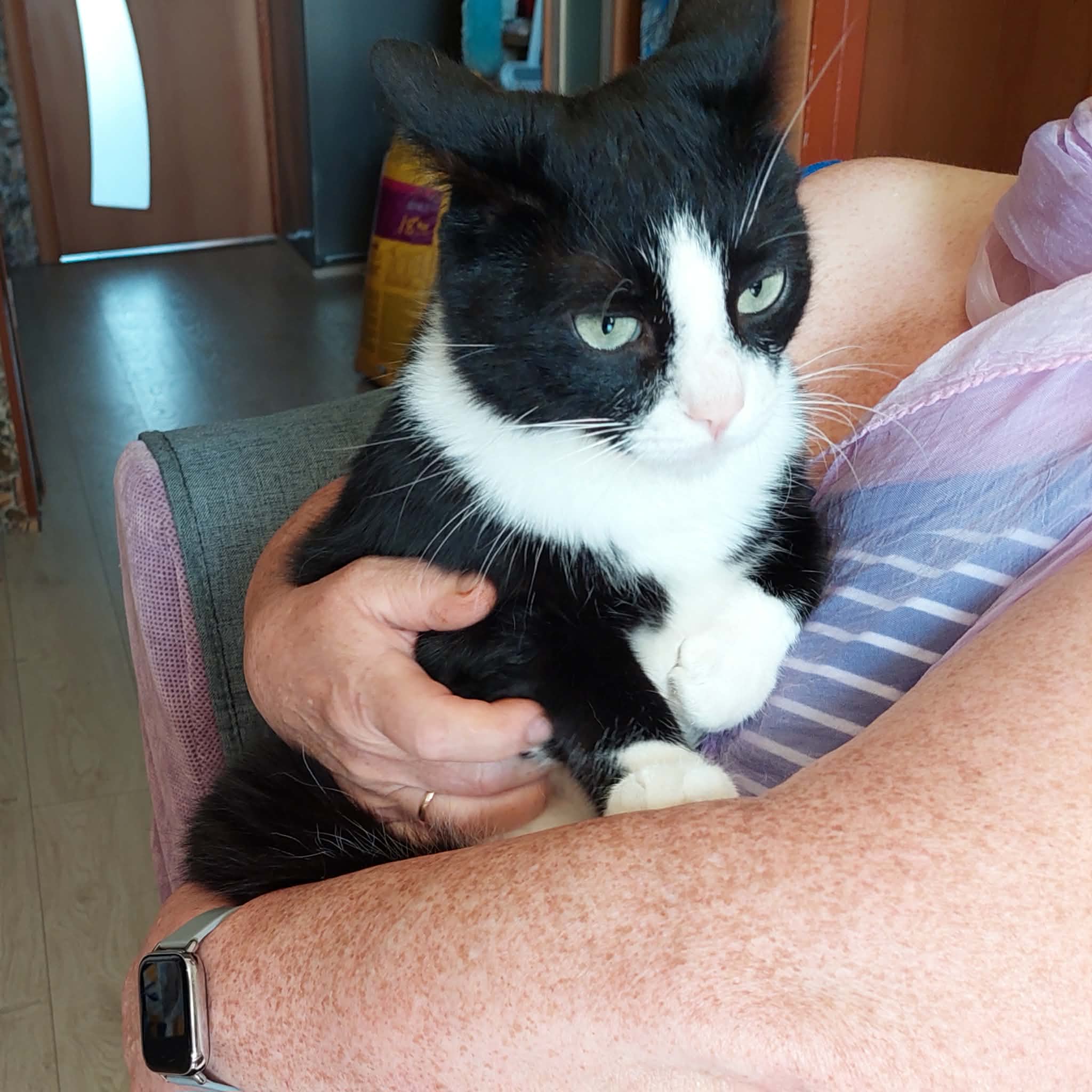 Someone is holding a black and white cat and the cat is not amused