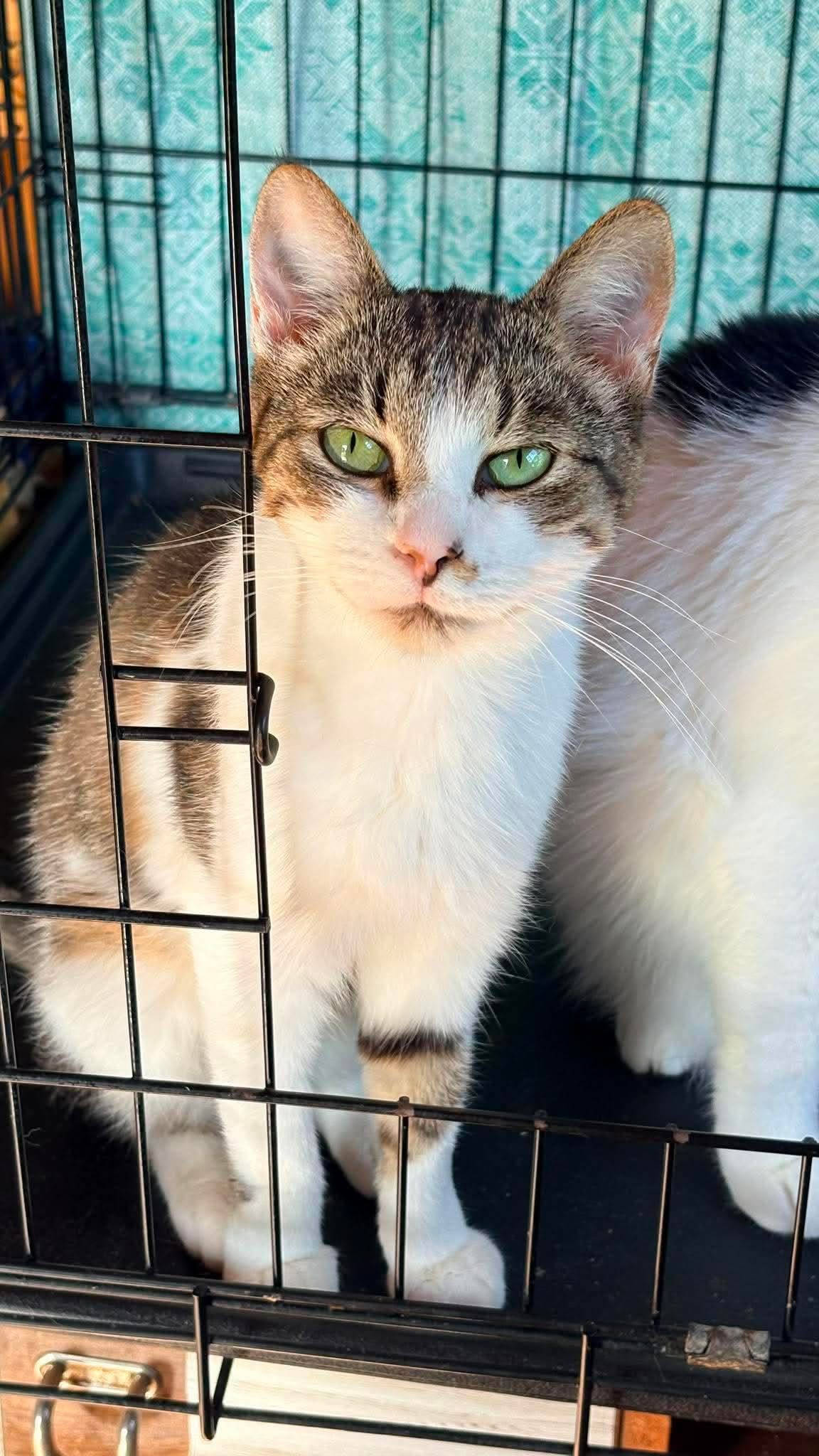 Two gray and white tabby cats are sitting in a cage