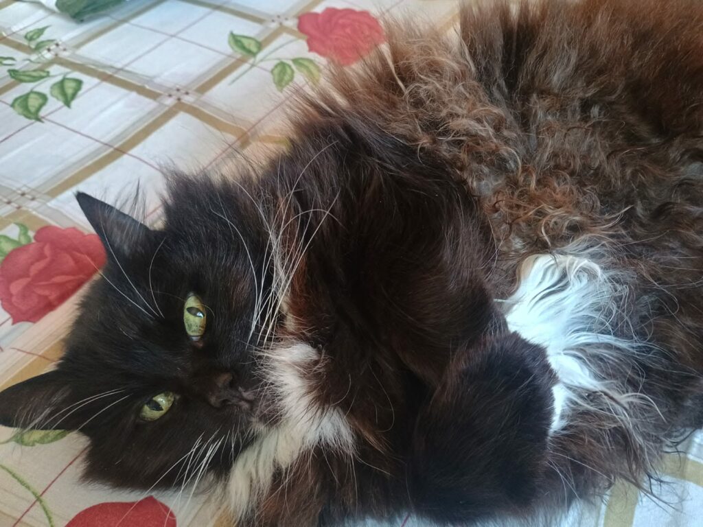 a long haired tuxedo cat is laying on a bed with her belly up. She is staring at the camera
