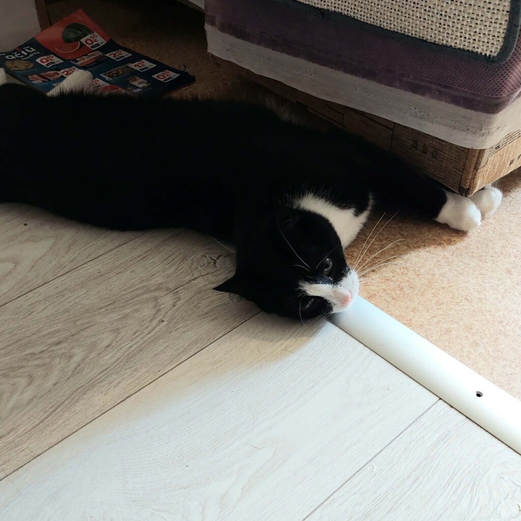 A black and white cat is playing with a cat tree