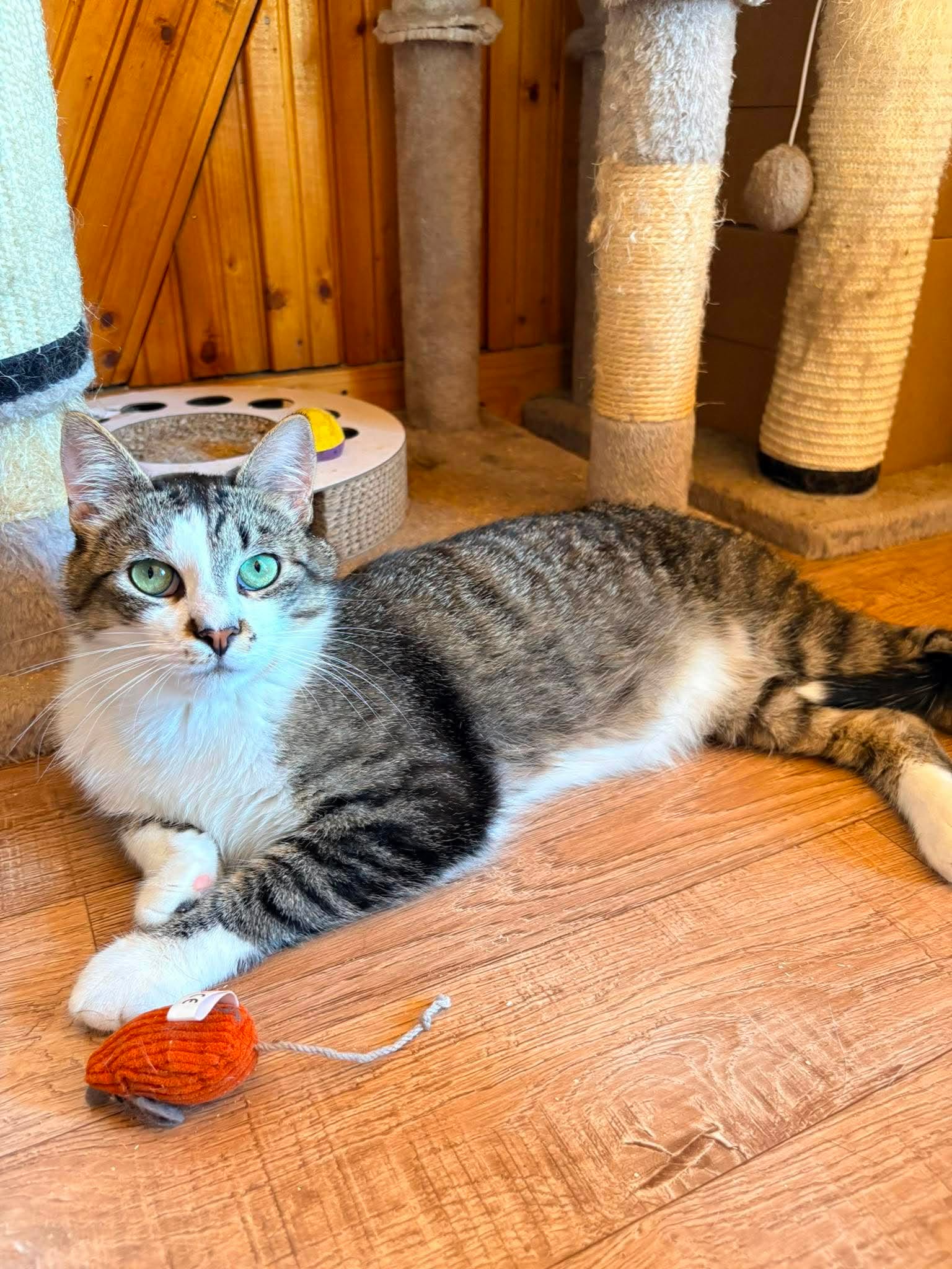 A gray tabby cat with a white chest and spot on his nose is lounging on the floor with a red toy mouse