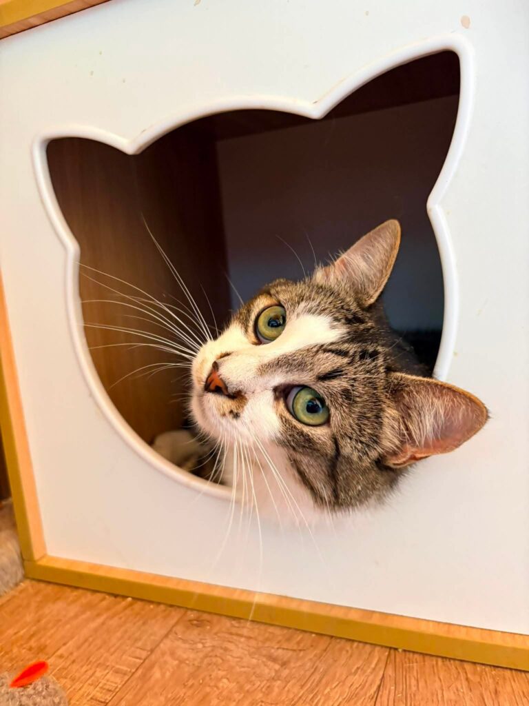 A gray tabby cat is sitting in a box with a door shaped like a cat
