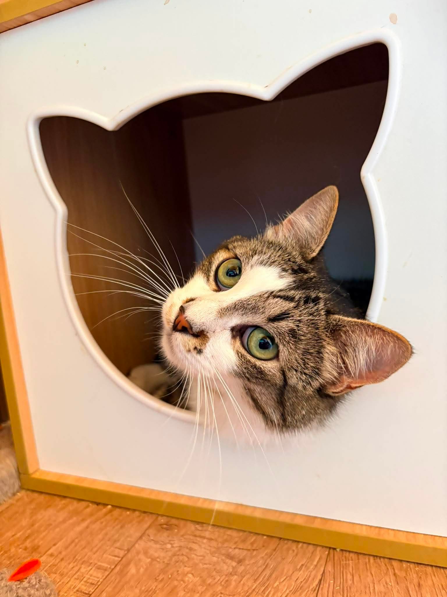 A gray tabby cat is sitting in a box with a door shaped like a cat