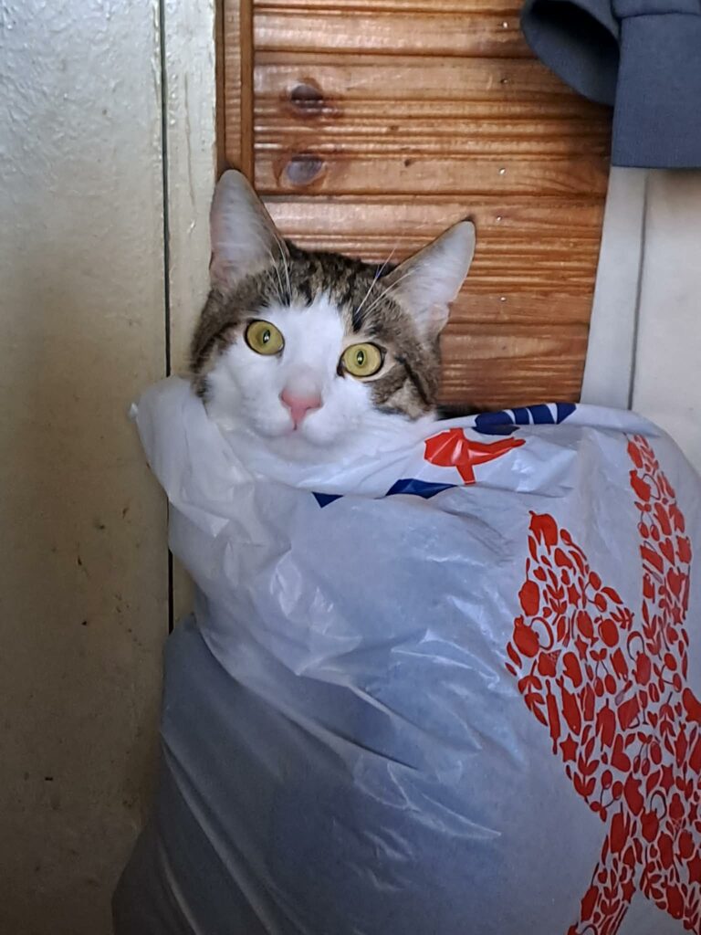 A gray tabby cat with a white face is sitting in a plastic bag