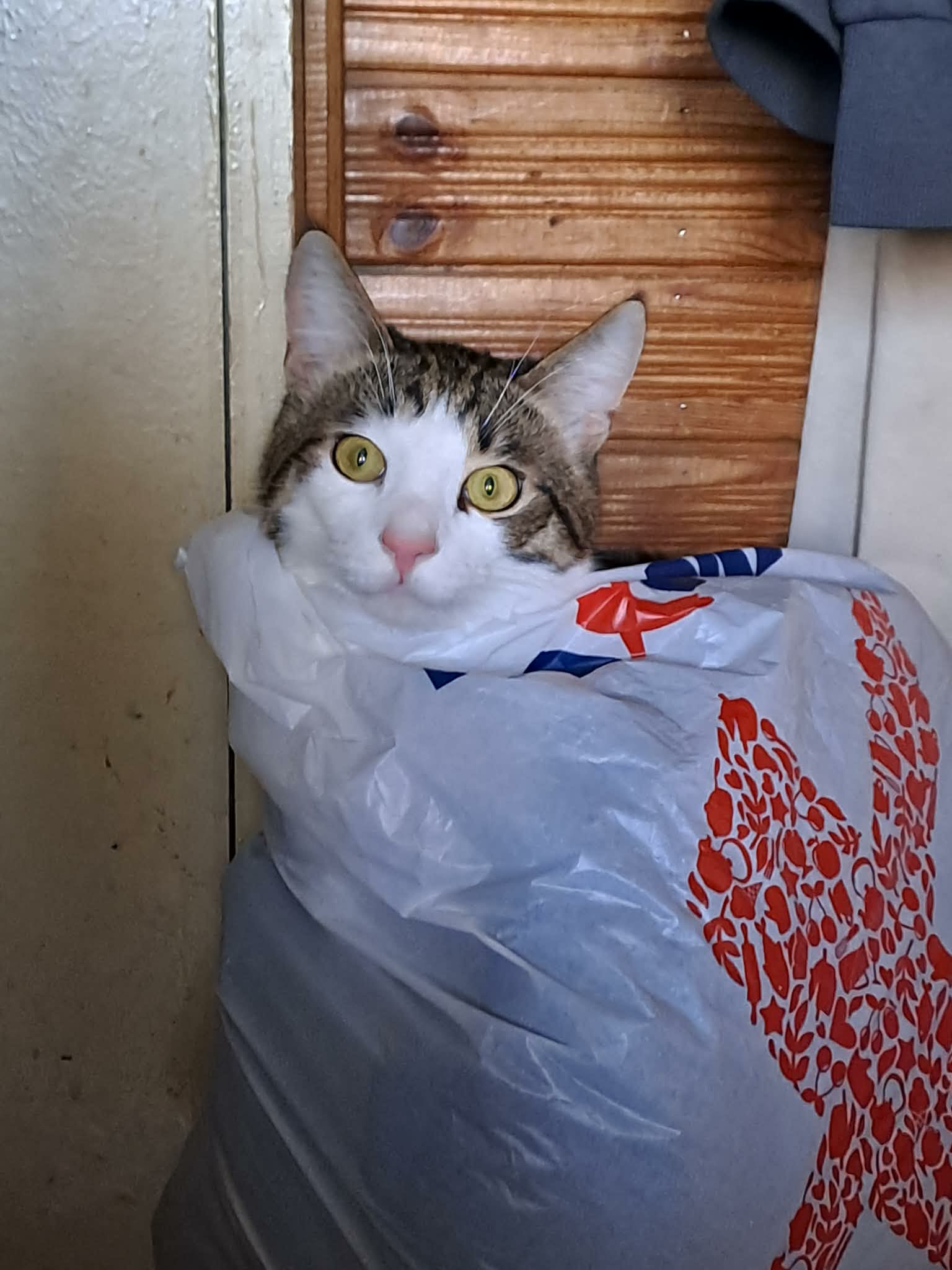 A gray tabby cat with a white face is sitting in a plastic bag