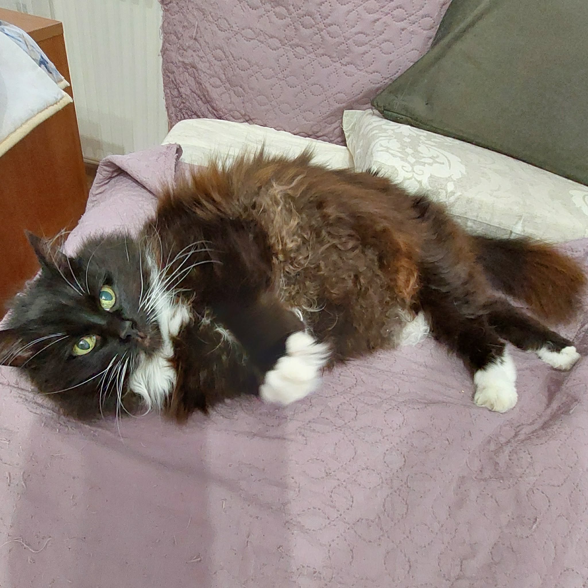 a long haired tuxedo cat is laying on a pink bed with her belly up