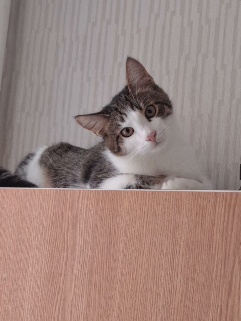 A gray tabby cat with a white face is sitting on a shelf and looking at the camera quizically