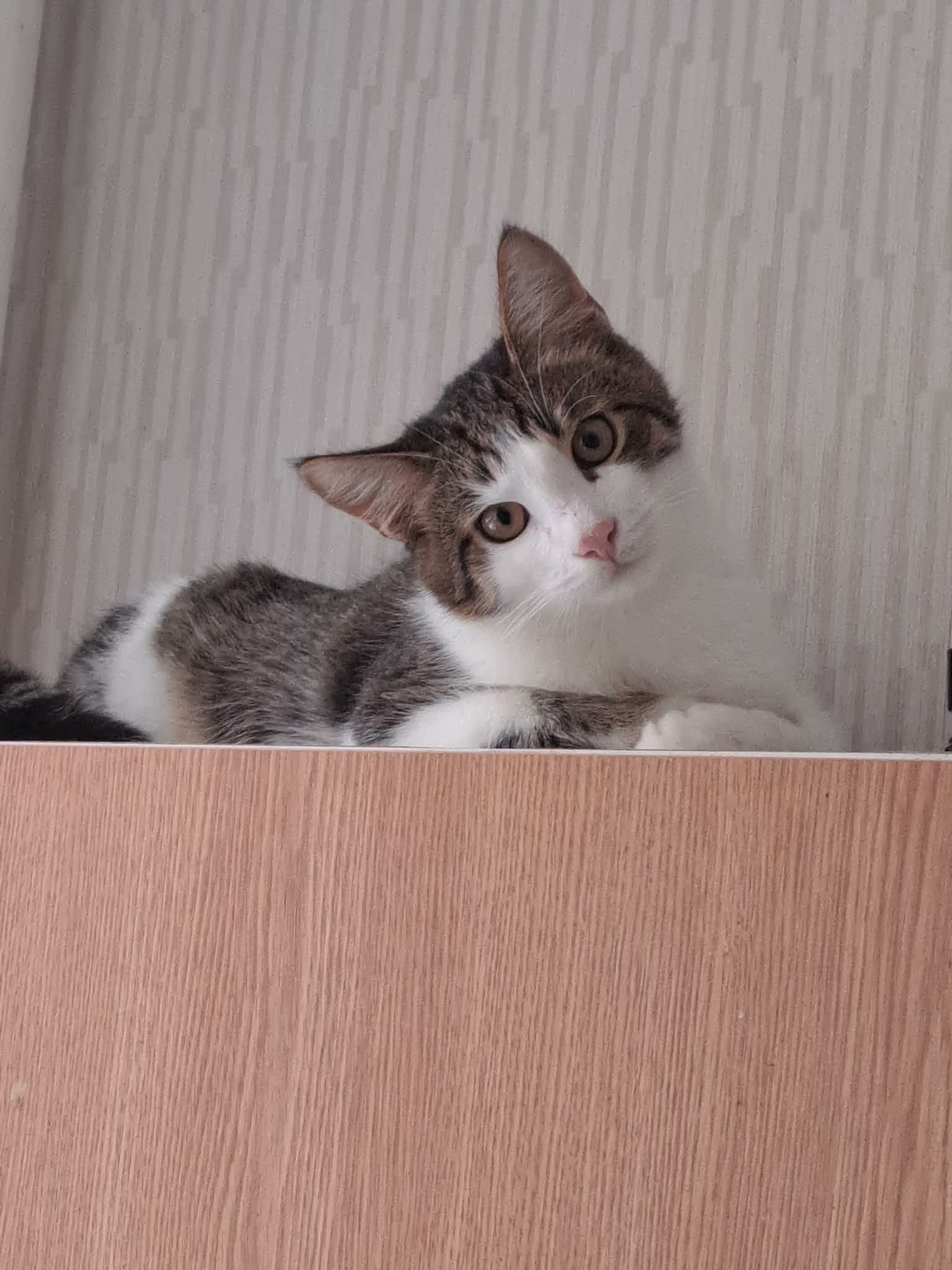 A gray tabby cat with a white face is sitting on a shelf and looking at the camera quizically