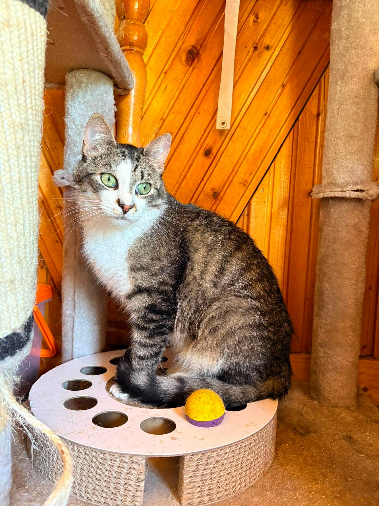 A gray tabby cat is sitting on a cat toy next to a scratching post