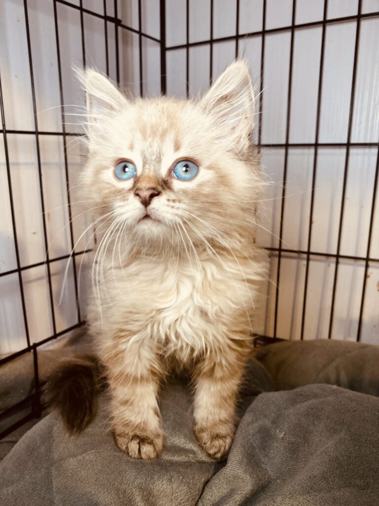 A fuzzy, long haired, cream colored kitten with bright blue eyes is in a cage