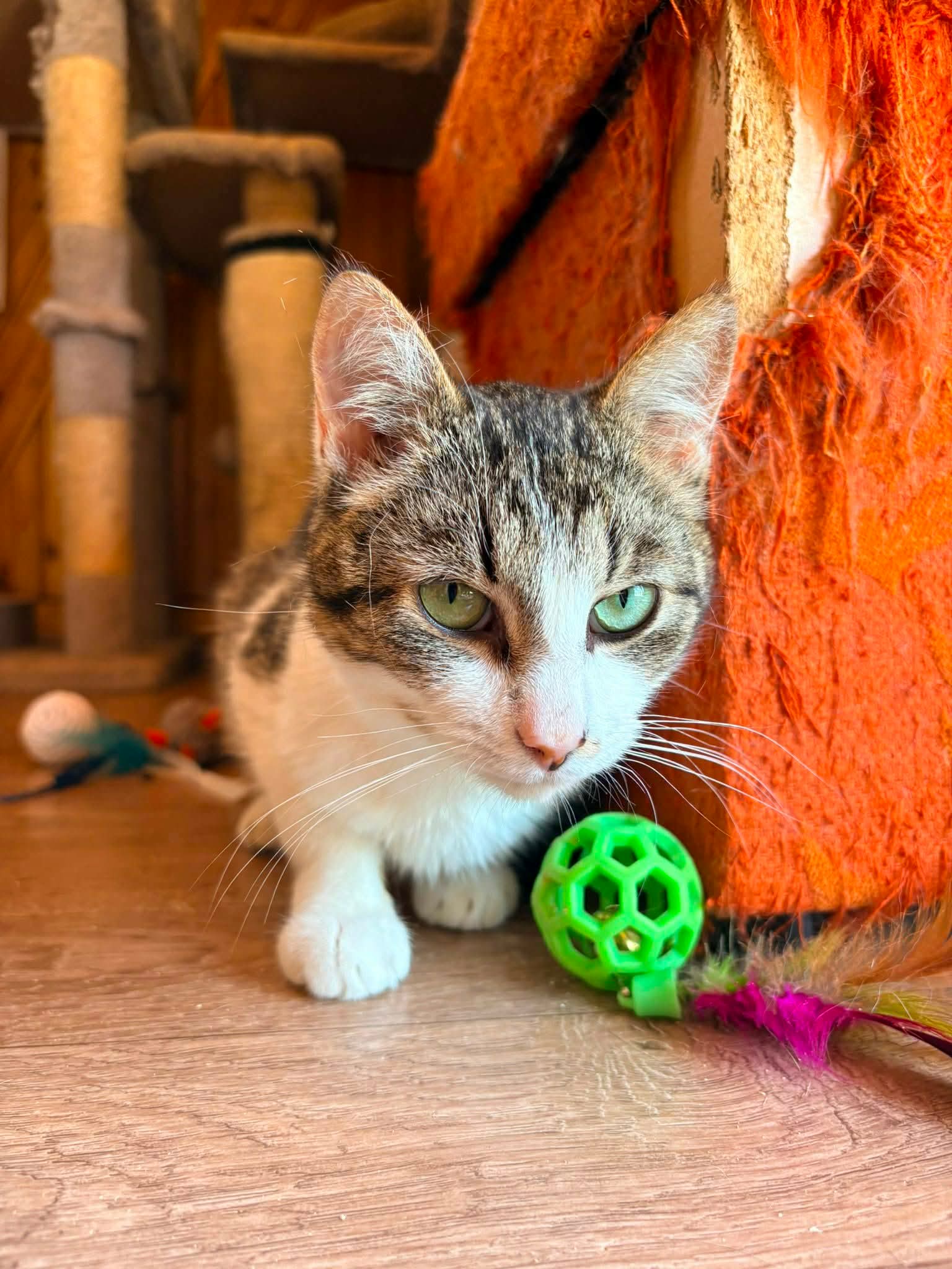 A gray tabby with a white chest is playing a green ball