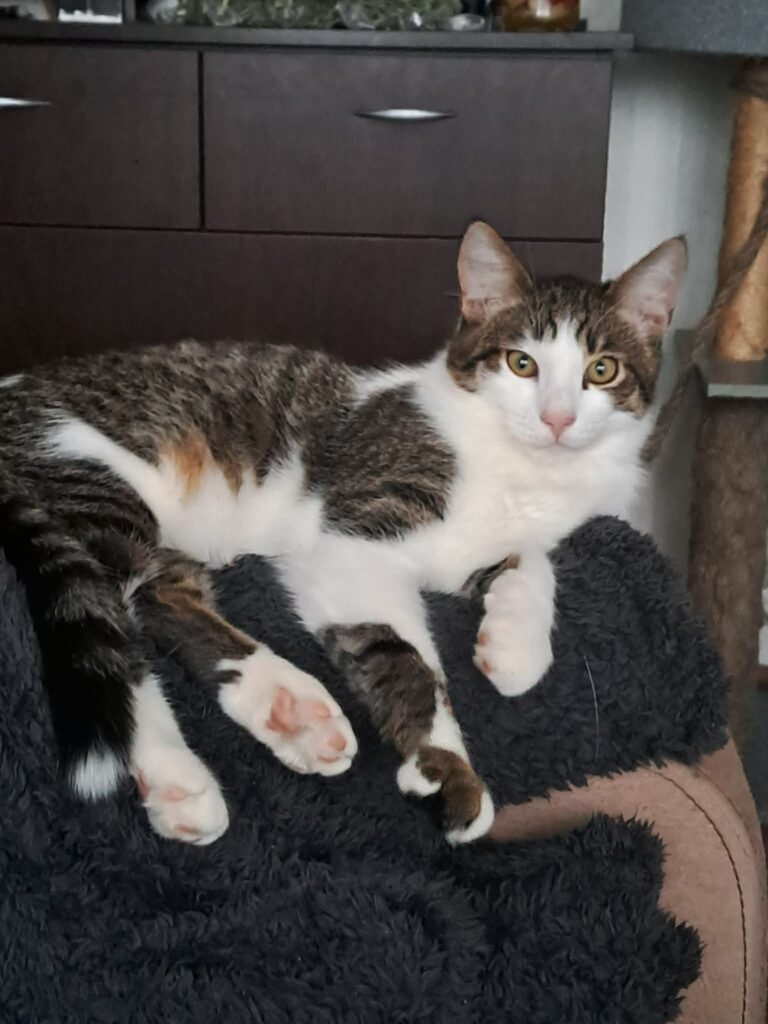 A gray tabby cat with white splotches is sitting on a cat tree