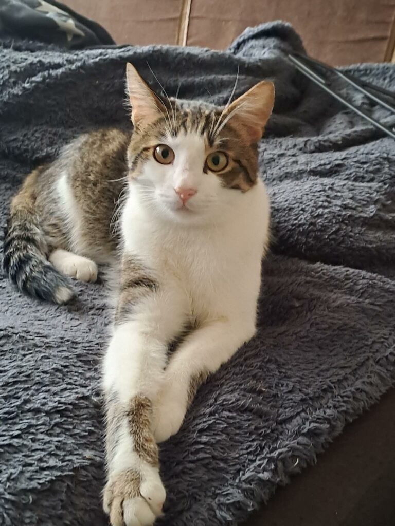 A gray tabby cat with a white face and arms is laying on a blue blanket