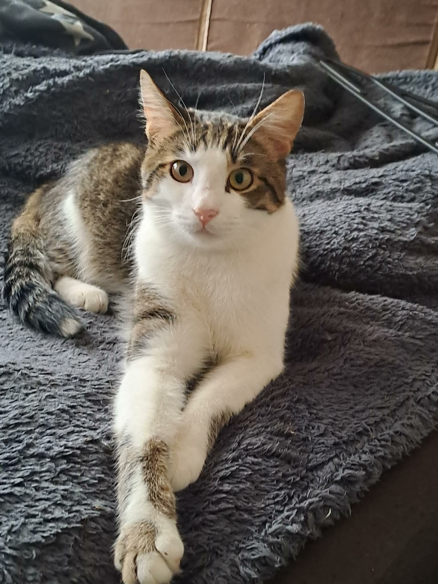 A gray tabby cat with a white face and arms is laying on a blue blanket