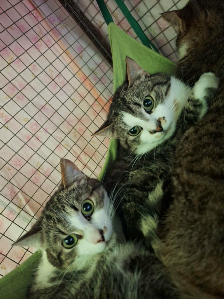 Two gray tabby cats are sitting on each other in a cage