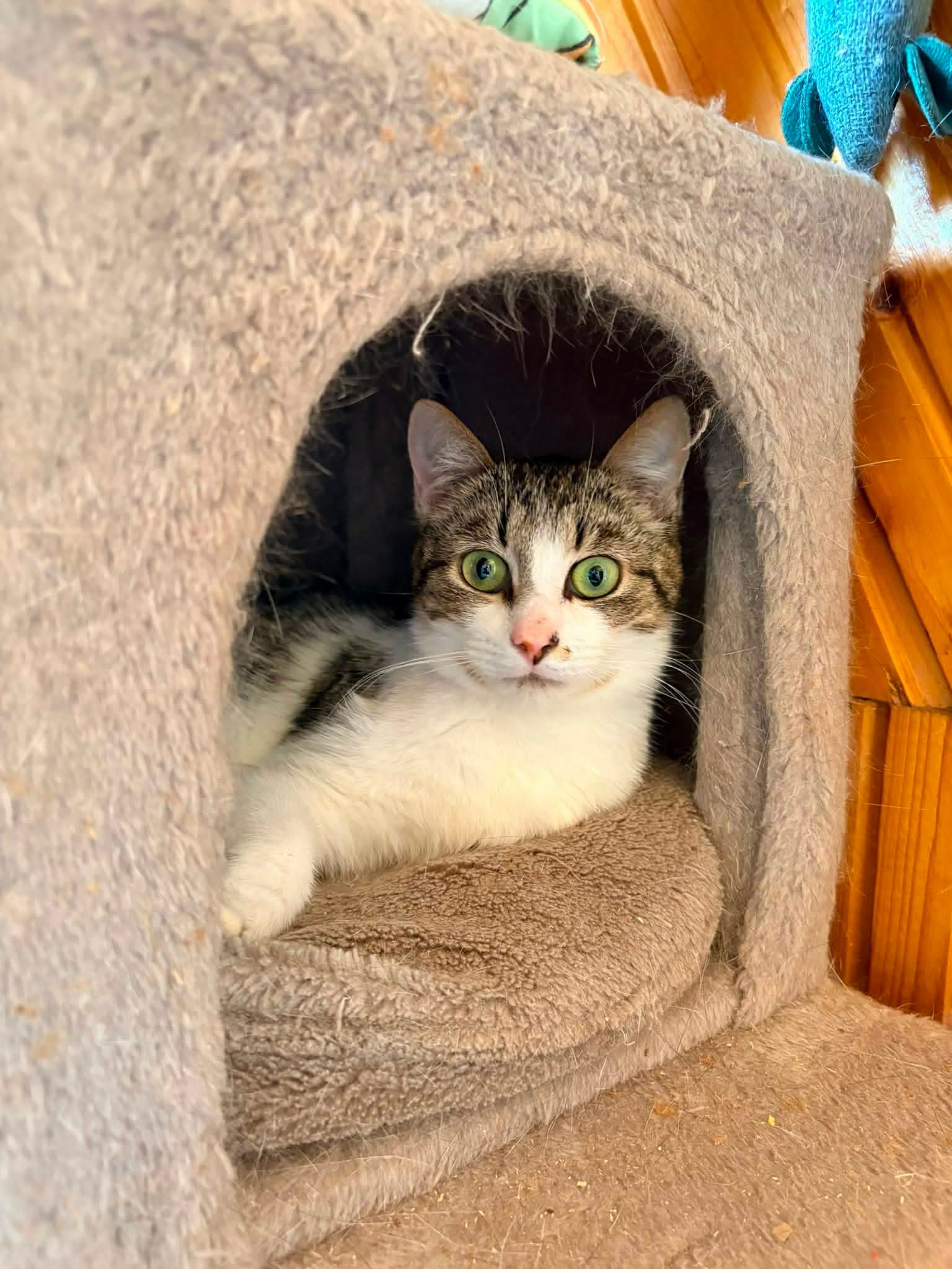 A tabby cat with a white chest is sitting in a cat hut