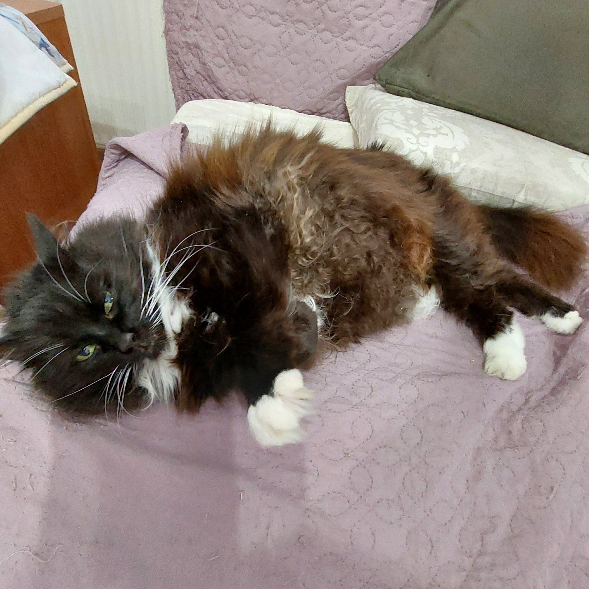 a long haired tuxedo cat is laying on a pink bed with her belly up