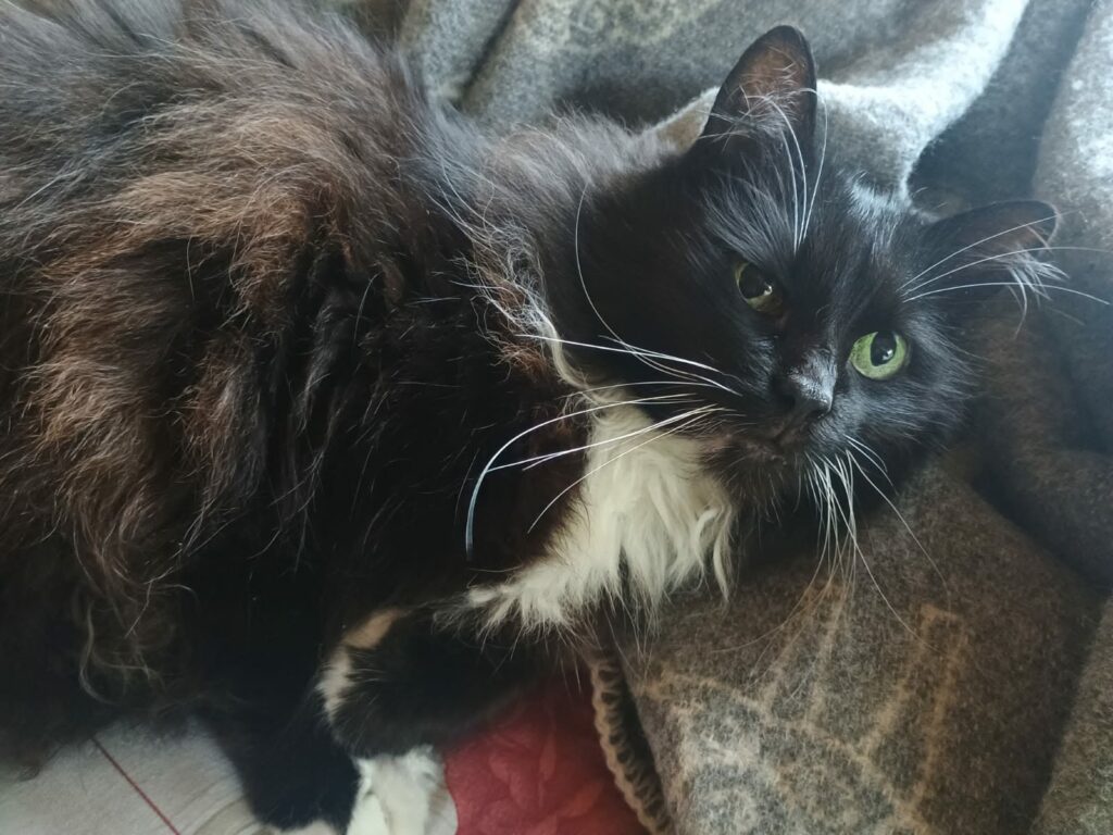 a long haired tuxedo cat is laying on a blanket and looking up at the camera