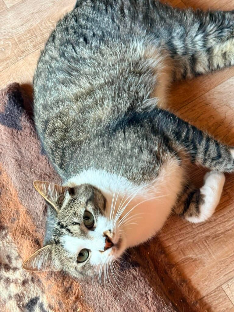 A gray cat is curled up on a wooden floor