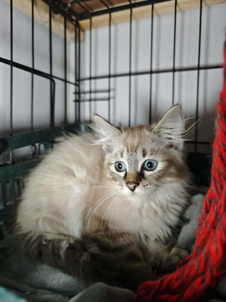 A fuzzy, long haired, cream colored kitten with bright blue eyes is in a cage and huddled in a corner