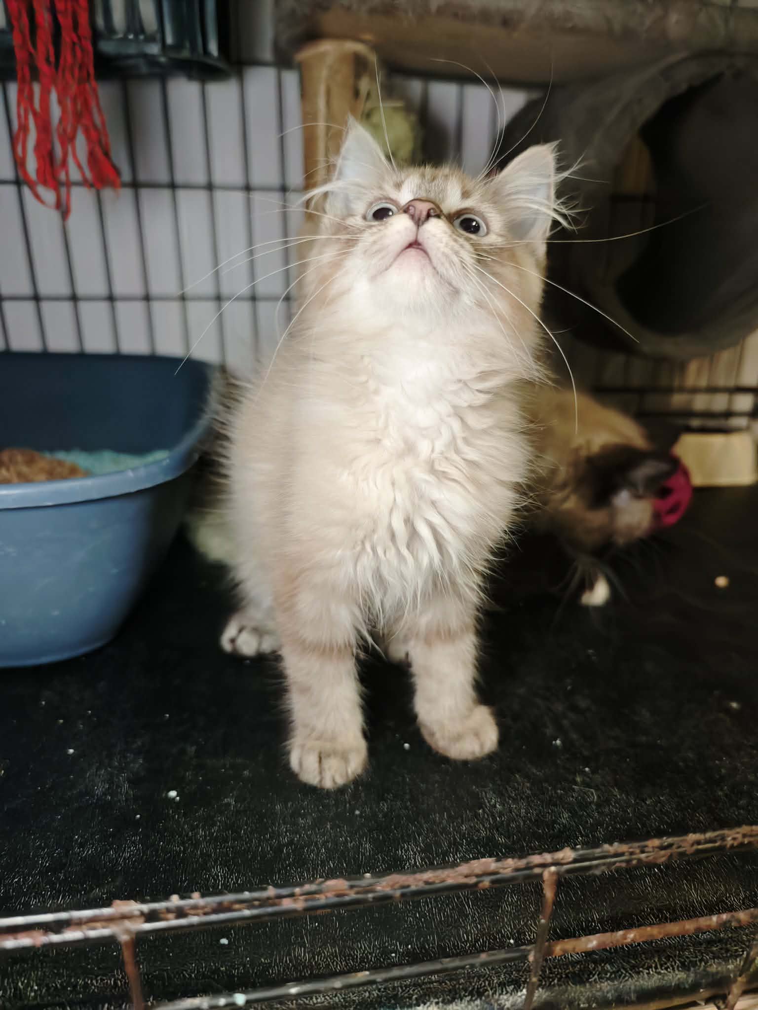 A fuzzy, long haired, cream colored kitten with bright blue eyes is in a cage and looking up