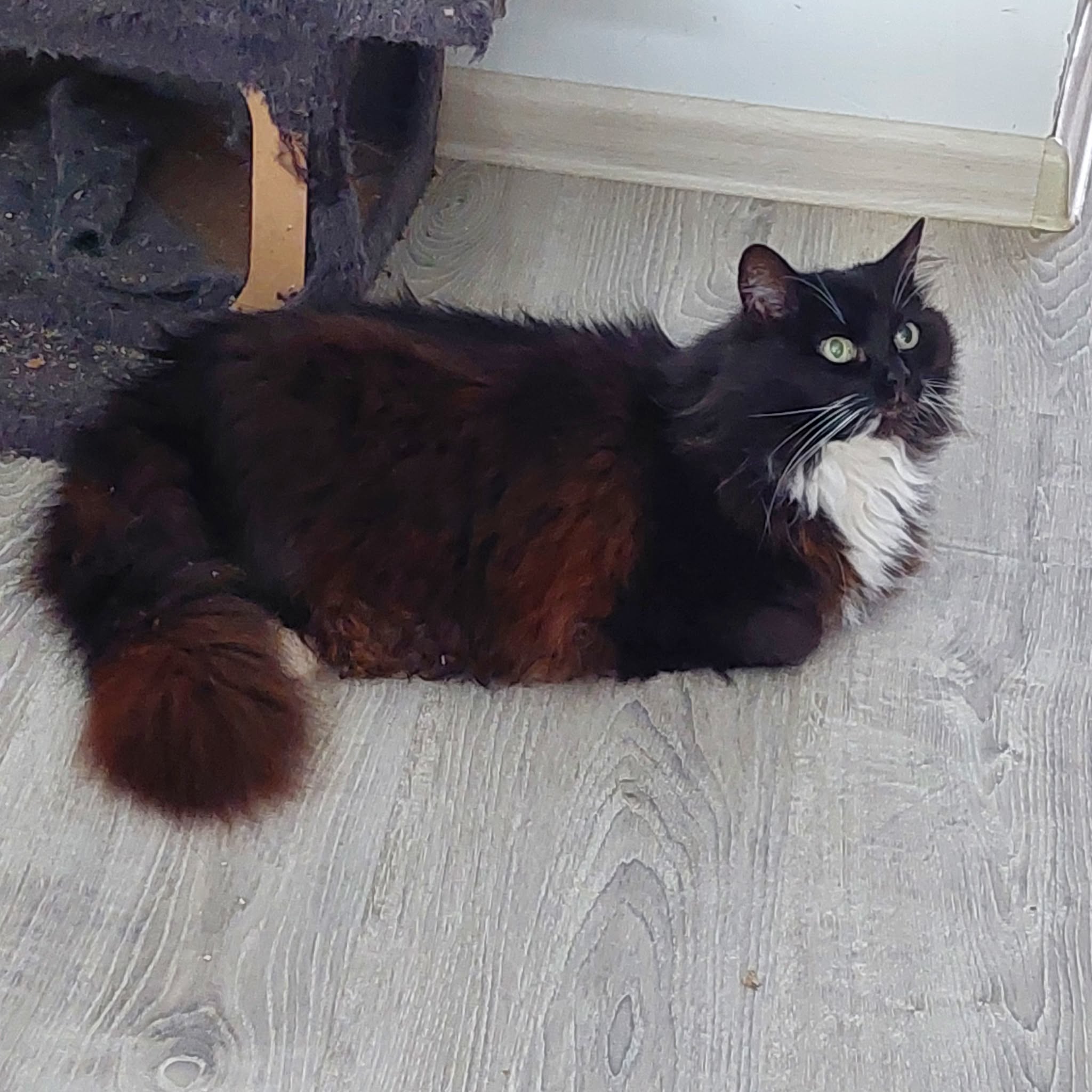 A long haired tuxedo cat is laying on the floor with her feet tucked under her body