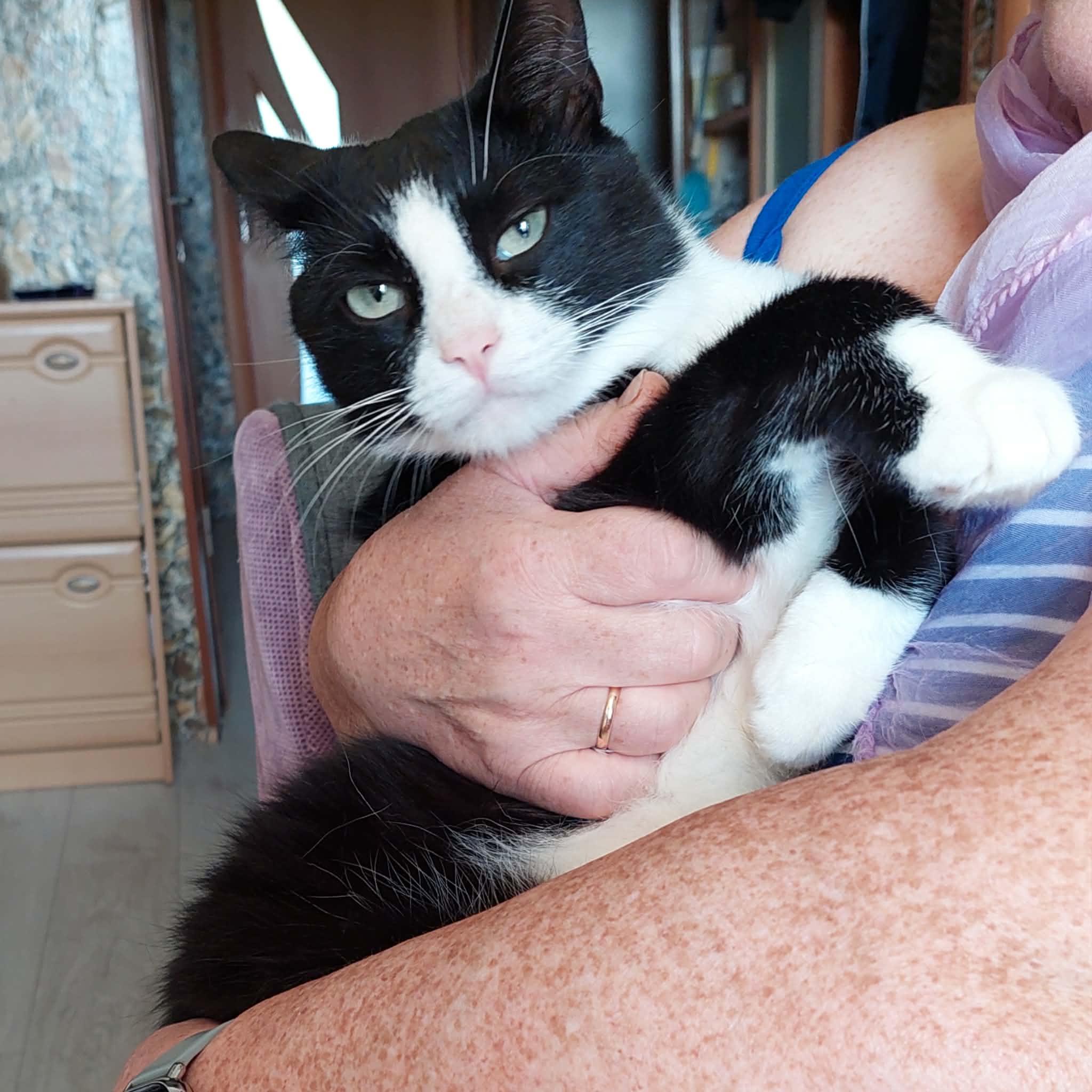 A young black and white cat looks like grumpy cat. Someone is holding him