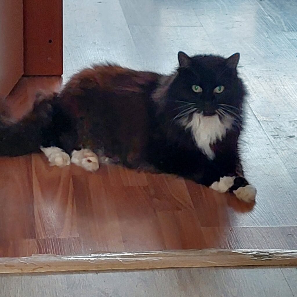 A long haired tuxedo cat is laying on a table