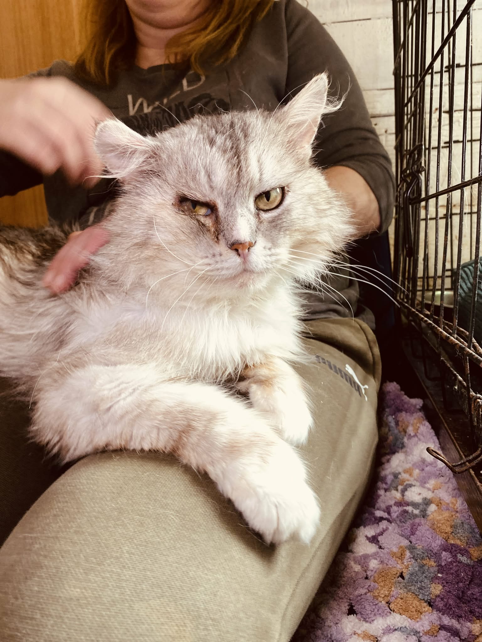 Someone is combing a long haired silver and white cat