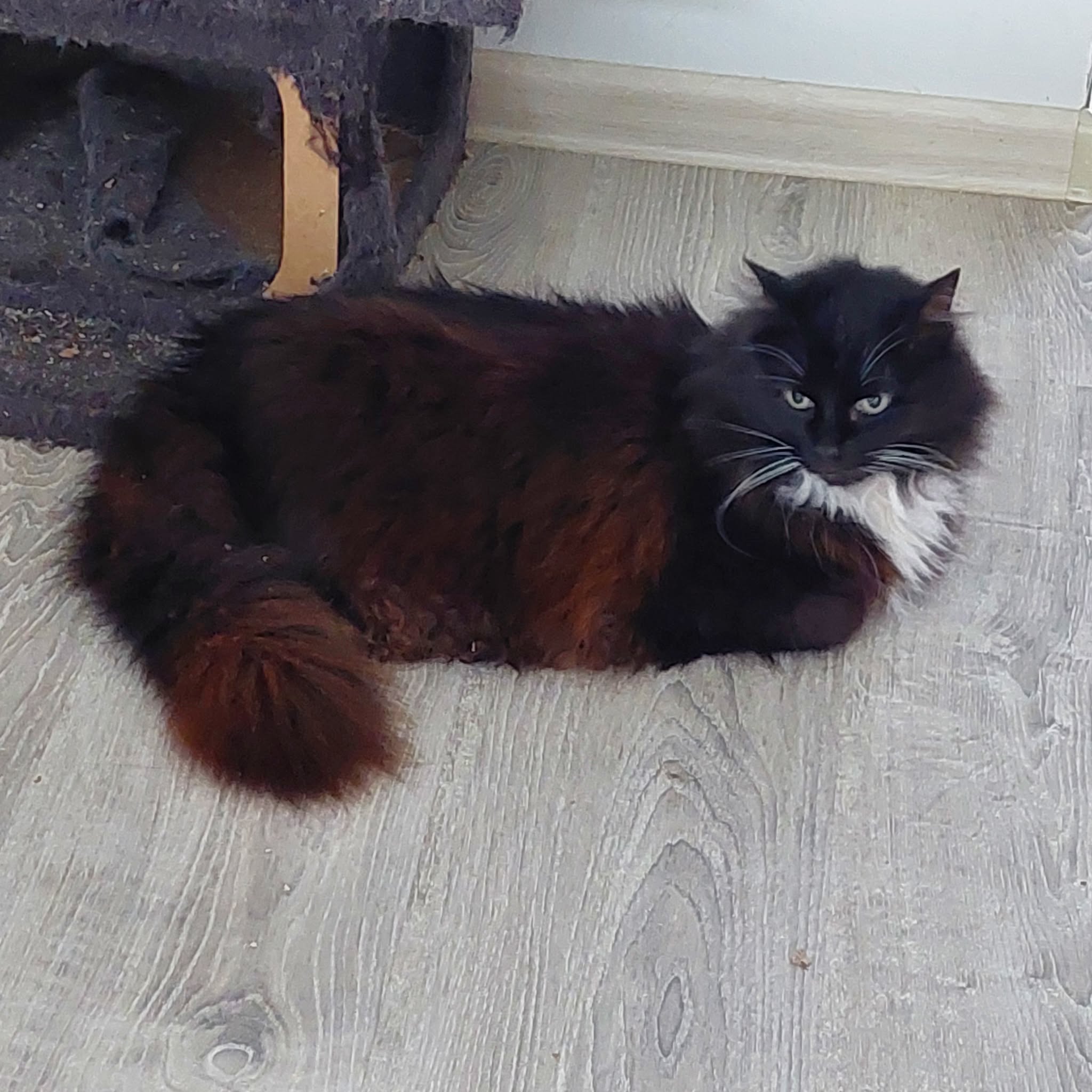 A long haired tuxedo cat is laying on the floor with her feet tucked under her body