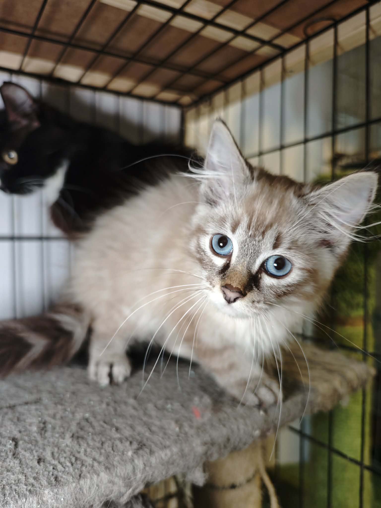 A fuzzy cream colored kitten with bright blue eyes is in a cage