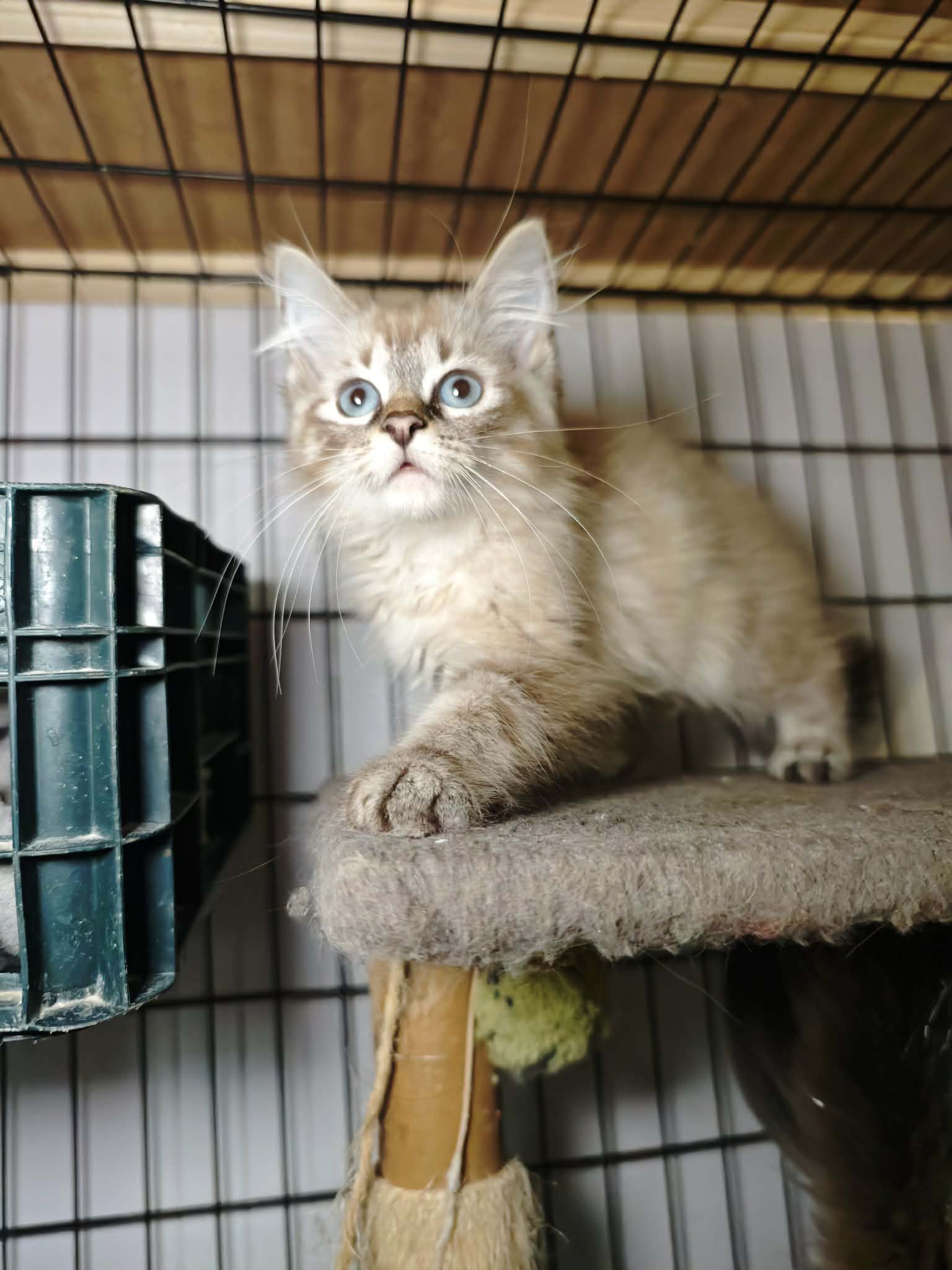 A fuzzy, long haired, cream colored kitten with bright blue eyes is in a cage on top of a cat tree