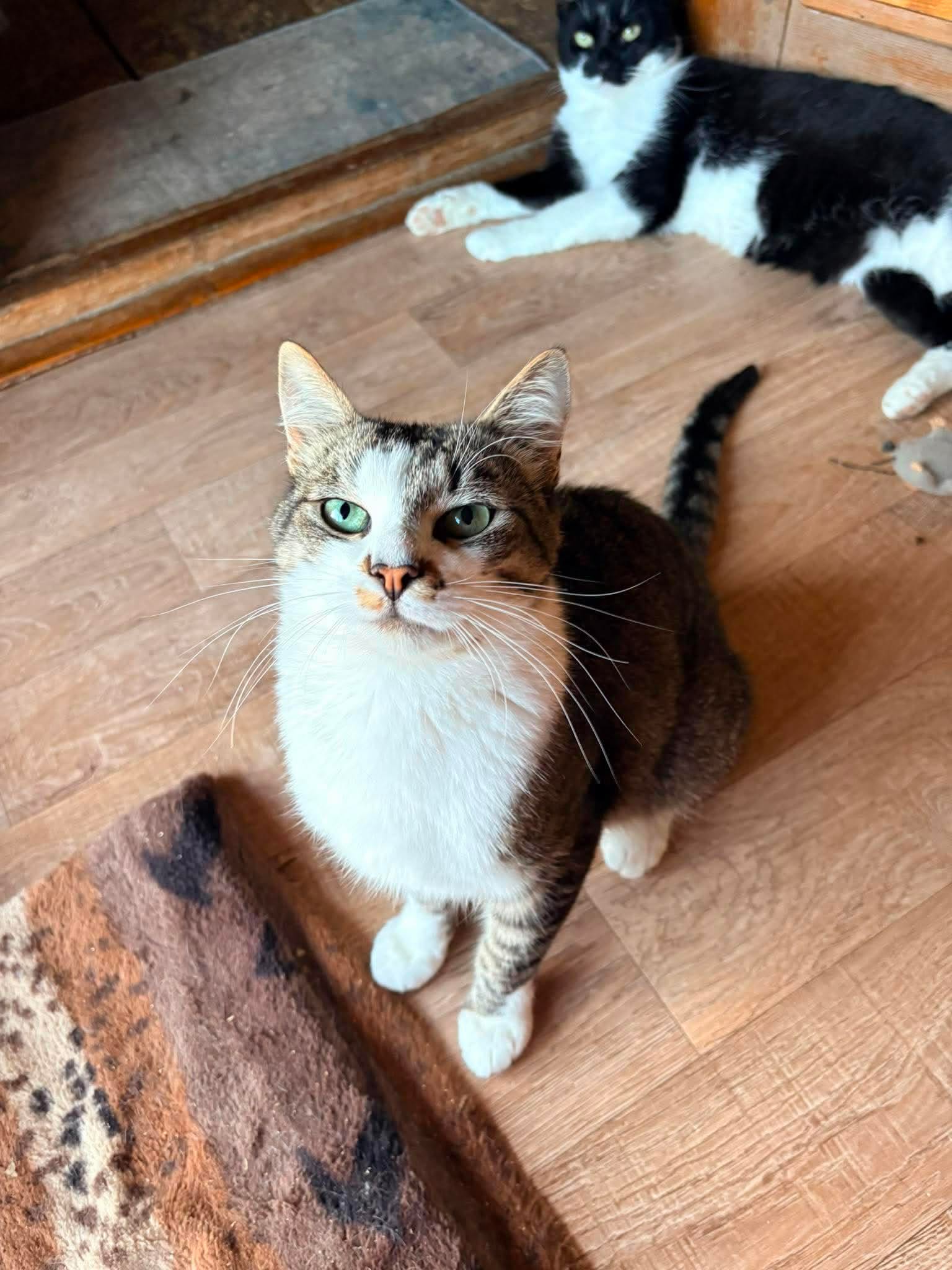 A gray tabby with a white chest is sitting on the floor and is looking up at the camera