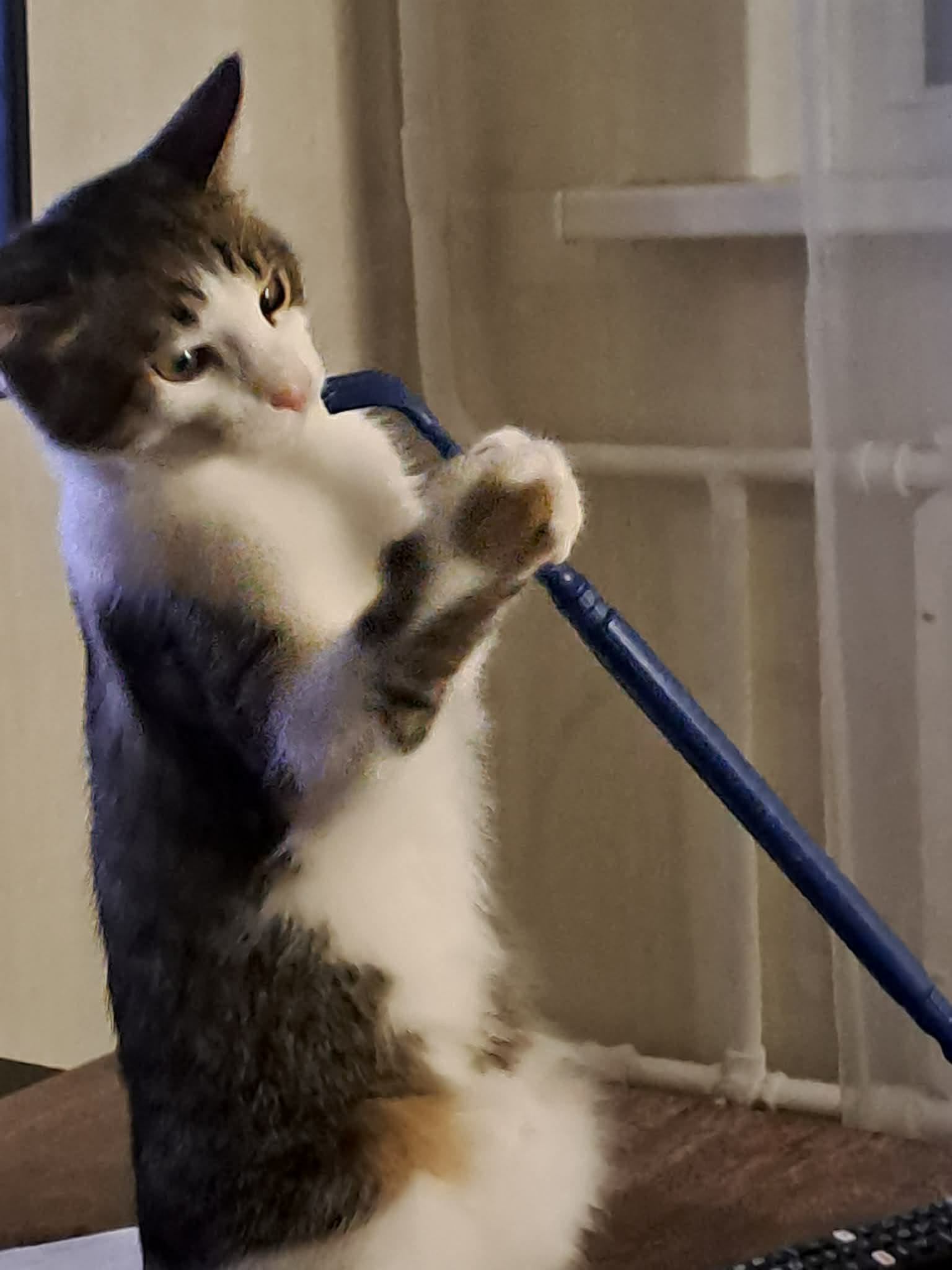 A gray tabby cat is standing on its hind legs and playing with a blue stick